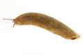 Veronicella sloanei semiadult